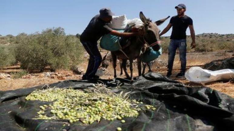 أشجار الزيتون تحترق في الضفة المحتلة والأمم المتحدة تطلب حماية الحصاد