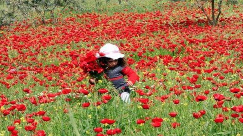 فلسطينيون يخشون فقدان أراضيهم بعد إقامة بؤرة استيطانية عليها